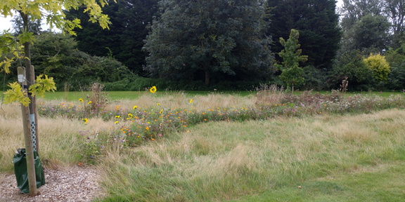 Wildflowers