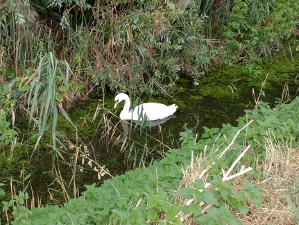 Swan