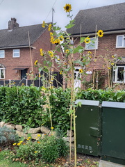 Sunflowers