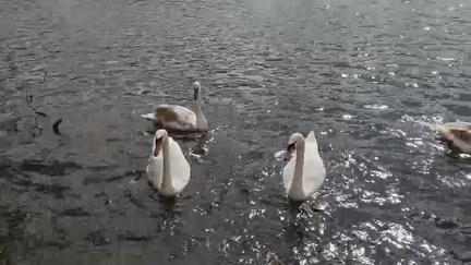 Swans