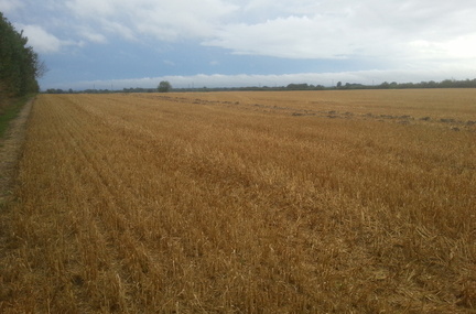 Harvested field