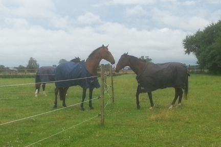 Horses