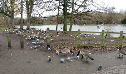 Birds