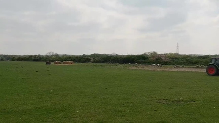 Herding sheep
