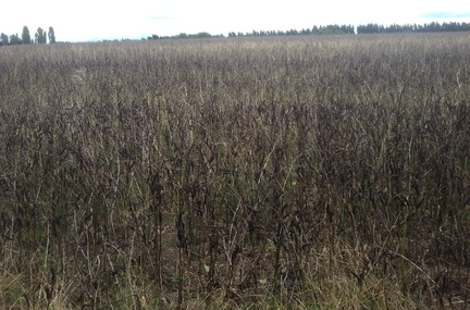 Soya beans