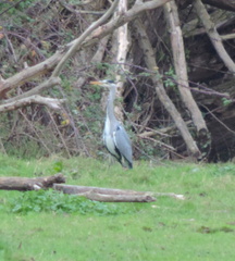 Heron