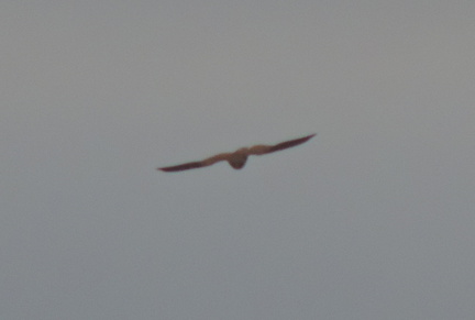 Bird of Prey