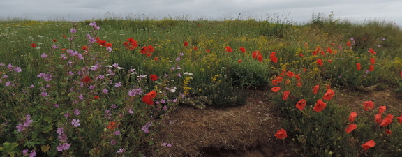 Assorted flowers