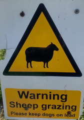 Sheep