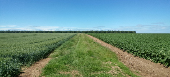 Field