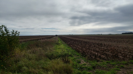 Fields