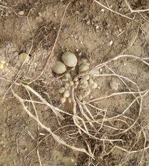 Potatoes