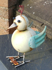 Emaciated chicken