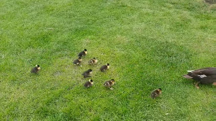 Ducks