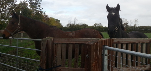 Horses