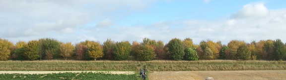 Trees