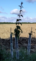 Nettle planter