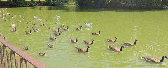 Geese