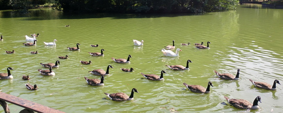 Geese