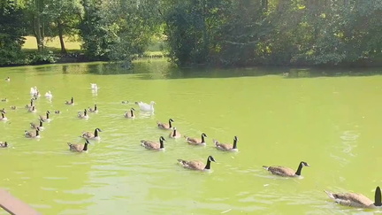 Geese