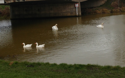 Swans and geese