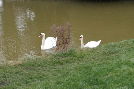 Swans