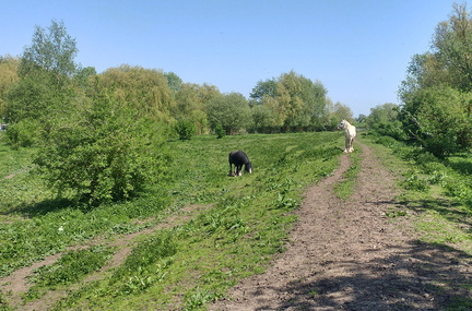 Horses