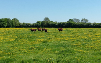 Bulls