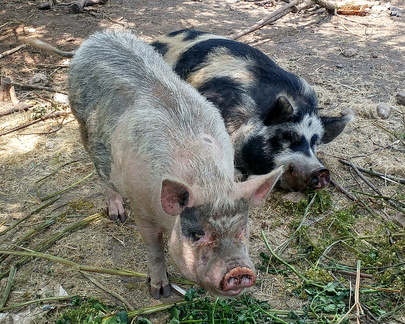 Pigs