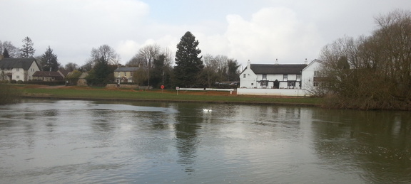 Swans