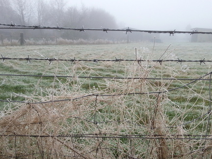 Frost