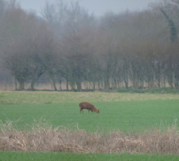 Deer