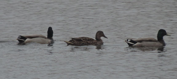 Ducks