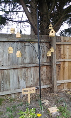 Bird cafe