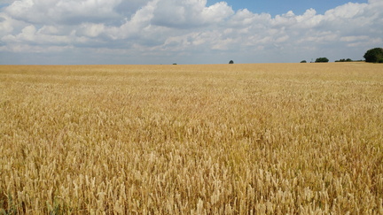 Field