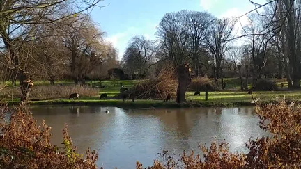 Sheep and ducks