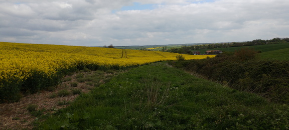 Rapeseed