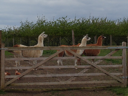 Llamas