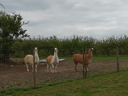 Llamas