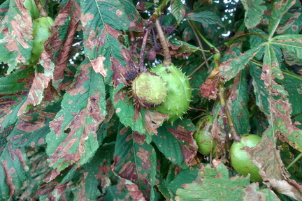 Conkers