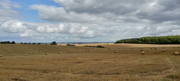 Fields