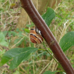 Snail