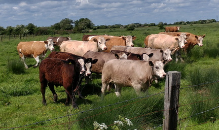 Cows