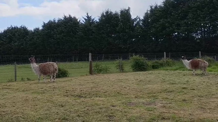Llamas