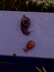 Snails