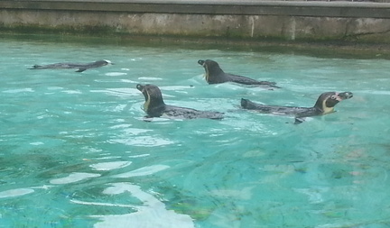 Penguins