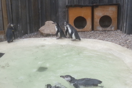 Baby Penguins