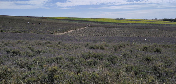 Lavender farm