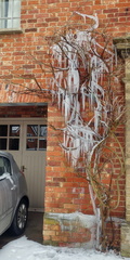 Iced tree