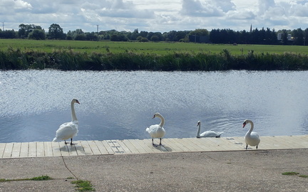Swans